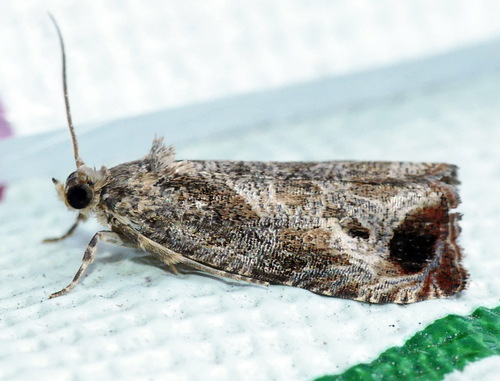 Olethreutes merrickanum