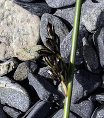 Juncus haenkei