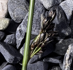 Juncus haenkei