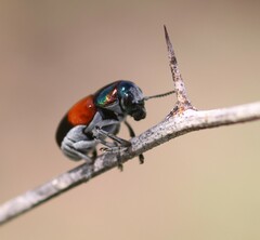 Megalostomis pyropyga