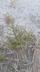 Salicornia rubra