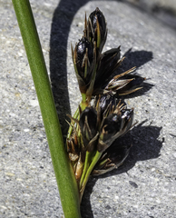 Juncus haenkei