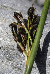 Juncus haenkei