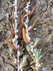 Malacocera tricornis