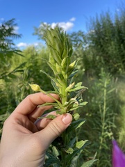 Oenothera parviflora