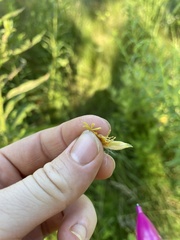 Oenothera parviflora