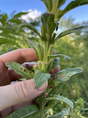 Oenothera parviflora