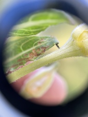 Oenothera parviflora