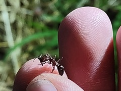 Odontomachus desertorum