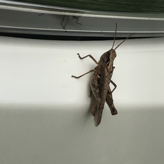 Chorthippus maritimus maritimus