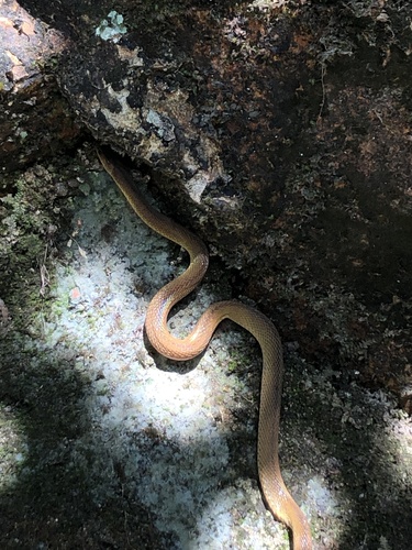 Boulenger's Odd-scaled Snake