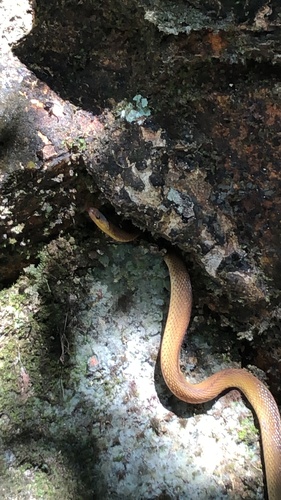 Boulenger's Odd-scaled Snake