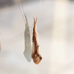 Triaenodes marginatus