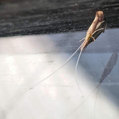 Triaenodes marginatus