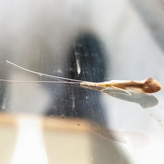 Triaenodes marginatus