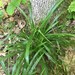 Carex leptonervia - Photo (c) Liana May, algunos derechos reservados (CC BY-NC), subido por Liana May
