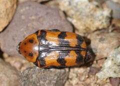 Euphoria fascifera