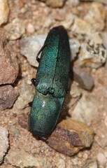 Chalcolepidius smaragdinus