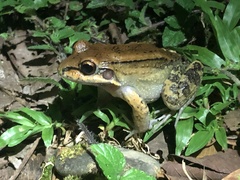 Leptodactylus rhodonotus