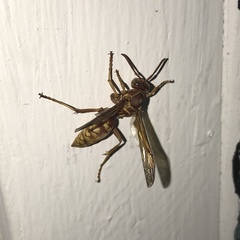 Polistes apachus texanus