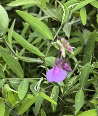 Lathyrus palustris pilosus