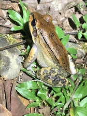 Leptodactylus rhodonotus