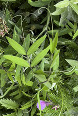 Lathyrus palustris pilosus