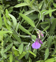 Lathyrus palustris pilosus