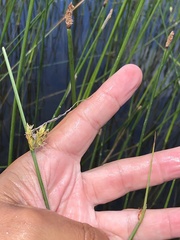 Schoenoplectus torreyi