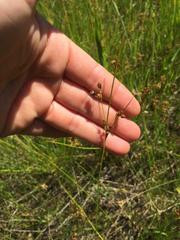 Juncus dudleyi