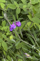 Lathyrus palustris pilosus