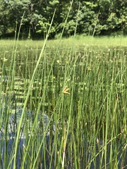 Schoenoplectus torreyi