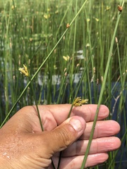 Schoenoplectus torreyi