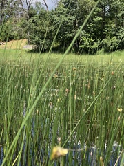 Schoenoplectus torreyi