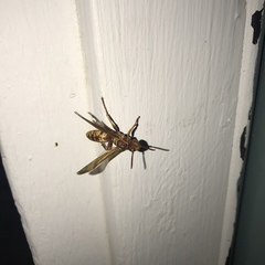 Polistes apachus texanus