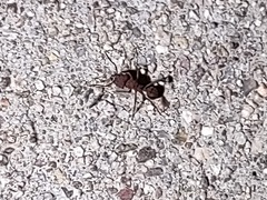 Trachymyrmex pomonae