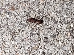 Trachymyrmex pomonae