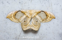 Macrauzata fenestraria