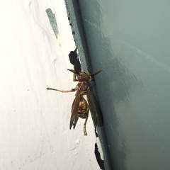 Polistes apachus texanus