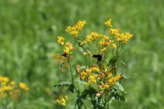 Ctenucha rubroscapus