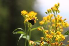 Ctenucha rubroscapus