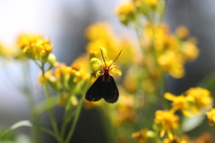 Ctenucha rubroscapus