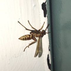 Polistes apachus texanus