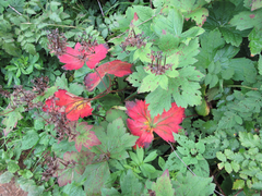 Geranium platyanthum
