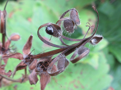 Geranium platyanthum