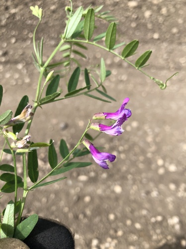 American vetch