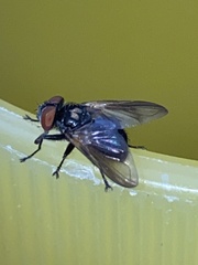 Phasia aurulans