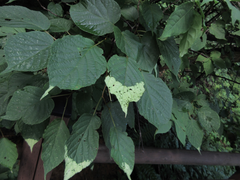 Actinidia kolomikta