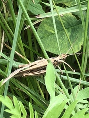 Chorthippus maritimus maritimus