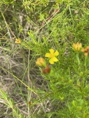 Hypericum brachyphyllum